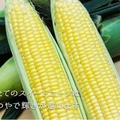 スイートコーン出荷調整スタッフ募集の画像