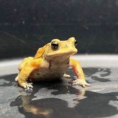 ミヤコヒキガエル 5.5cm前後 ♂