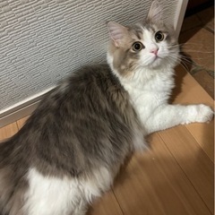 サイベリアン　1才　里親募集中 - さいたま市
