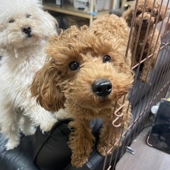 ペットショップ廃業のため里親様募集