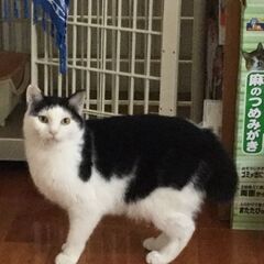 トトロ尻尾も可愛い♪猫にも人にも温厚なにいたくん☆彡 - 猫