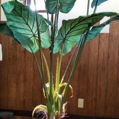 クワズイモ (人工植物) ＊お値段相談可