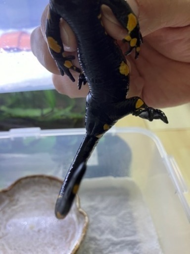 マダラファイアサラマンダー成体　2018CB 14センチ　人工飼料食べます。　3、4ヶ月分のエサ付き。　　
