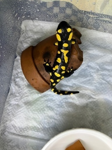 マダラファイアサラマンダー　2022CB 約12センチ 人工飼料移行済み　3、4ヶ月分のエサ付き　直接引き取り限定