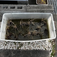ミニ水田(稲の成育〜収穫体験用)の画像