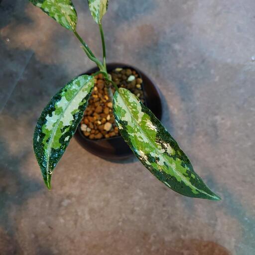 アグラオネマ  ピクタム from Aceh sumatra（輸入株）