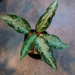 アグラオネマピクタム  from Aceh sumatra（輸入株）