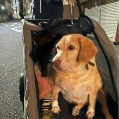 大型犬用バギー