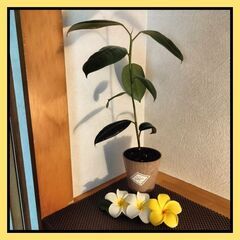 【2月 葉っぱの成長🌿】