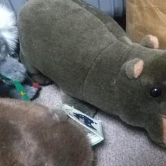 ぬいぐるみ オーストラリア ウォンバット コアラ カンガルー かばおもちゃ 美品の画像