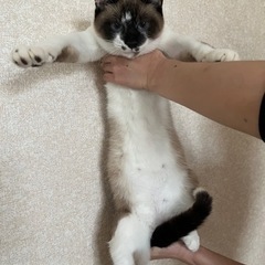 【募集一時停止】シャムMIX 青い目の♂ 6ヶ月位 - 小山市