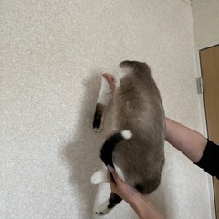 【募集一時停止】シャムMIX 青い目の♂ 6ヶ月位 − 栃木県