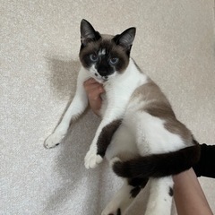 【募集一時停止】シャムMIX 青い目の♂ 6ヶ月位 - 猫