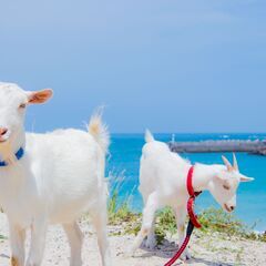 4月より社宅OPEN！充実した支援で安心の島暮らし！【管理栄養士】の画像