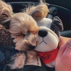 犬友を探しています🐶👀 - その他