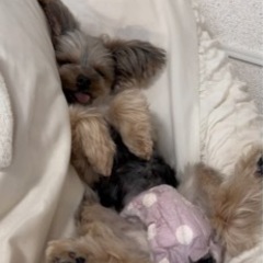 犬友を探しています🐶👀