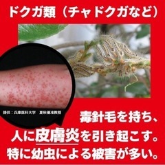 チャドクガ防除剤　2本の画像