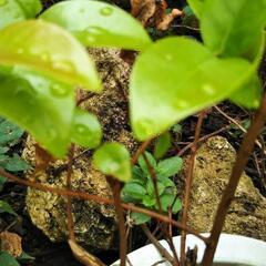苗木　ピタンガ　ブラジルチェリーの苗木1本 　幹の直径　太いところ10m m以上の苗　自然栽培　無農薬栽培　薬品不使用の画像