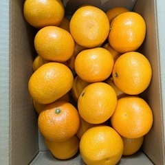 はっさく　応募多数終了