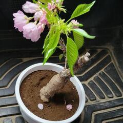  ★ 最終値下げ★桜の木🌸植木🌳 早く取りにいただける方優先させ...