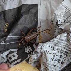 【無料】餌用コオロギ（活）５匹くらいの画像