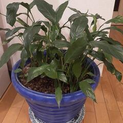 観葉植物スパティフィラム大鉢