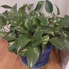 観葉植物ポトス大鉢