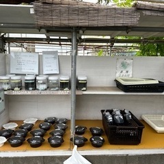 湘南めだか　お知らせでーす