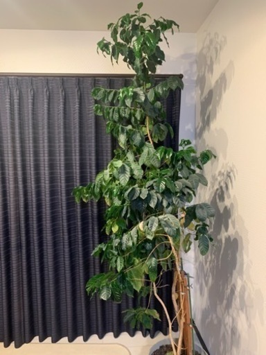 コーヒーの木　2m超え　観葉植物