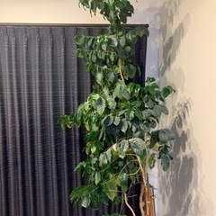 コーヒーの木　2m超え　観葉植物