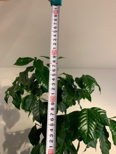 コーヒーの木　2m超え　観葉植物