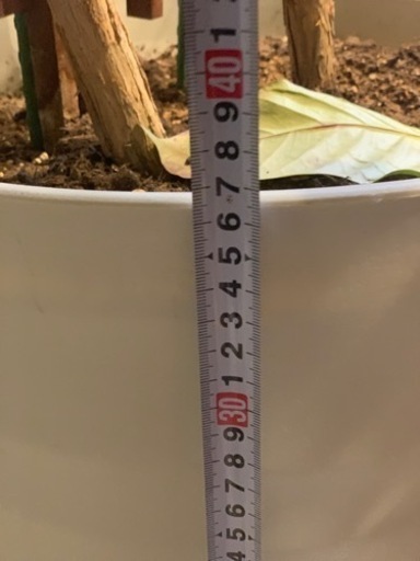 コーヒーの木　2m超え　観葉植物