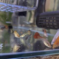 (稚魚)グッピー約1.5センチ