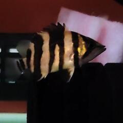 超🉐激レア 極美 スマトラ産 ダトニオ    AAAAグレード