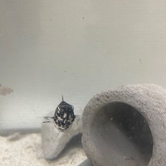 コリドラス　クーリーローチ　なんでも大丈夫です　小さい魚を譲って...