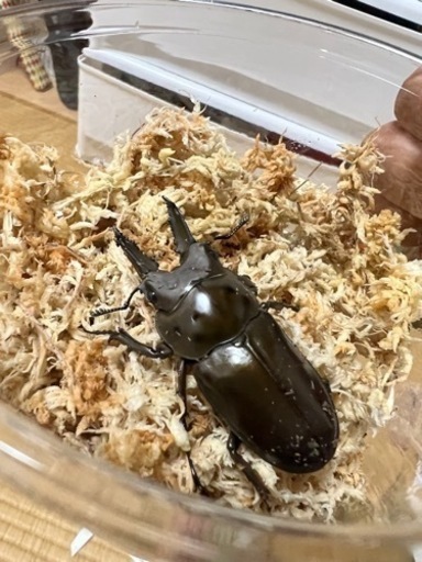 ババオウゴンオニペア
