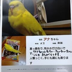 セキセイインコのアナを、ずーっと探していますm(_ _)m
