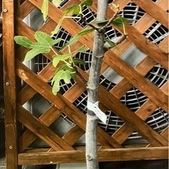 イチゴ色の果肉《黒イチジク鉢植え苗木》