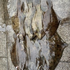 東京湾奥華麗にカレイ釣り - 板橋区