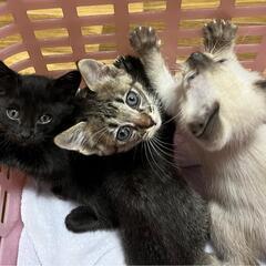 里親様決まりました　生後1ヵ月半の子猫