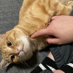 茶太郎くん