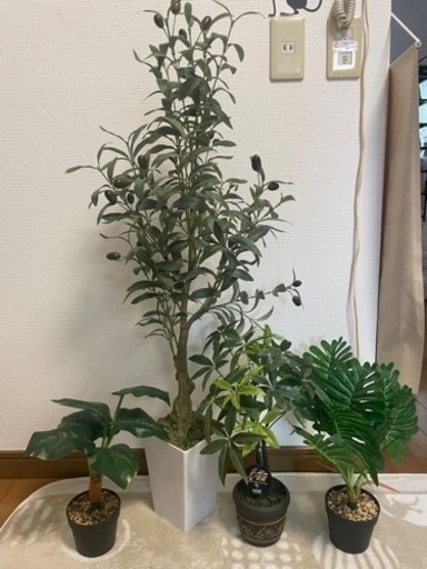 観葉植物セット　6個　3月14日までにお渡しできる方