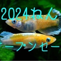 2024.オープンセール