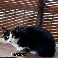 福ちゃん - 滑川市