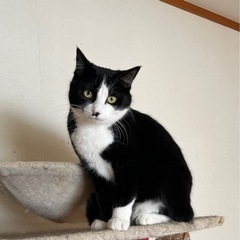 福ちゃん