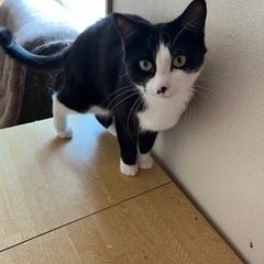 福ちゃん - 猫