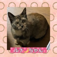 里親さんが決まりました❤️ルナ🌙ちゃん　9ヶ月