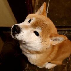 柴犬の男の子です。この子をしあわせにしてください。