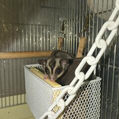 お取引中！フクロモモンガ♂