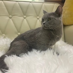 ブリティッシュ